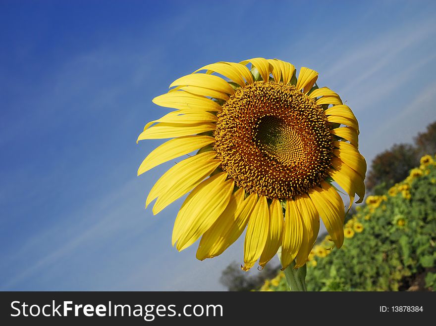 A wind is blowing so hard against a sunflower. A wind is blowing so hard against a sunflower