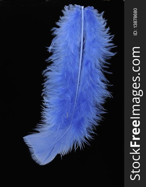 Feather of the bird blue on black background