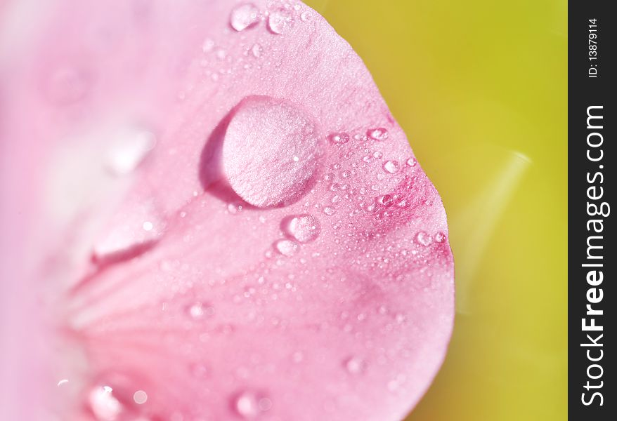 Pink petal with water drops. Pink petal with water drops