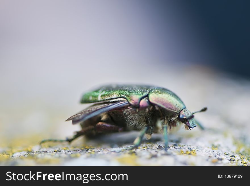 Rose chafer (Cetoniinae) macro image