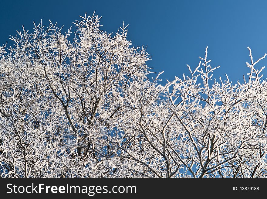 Winter branch with copyspace, Moscow, Kolomenskoe