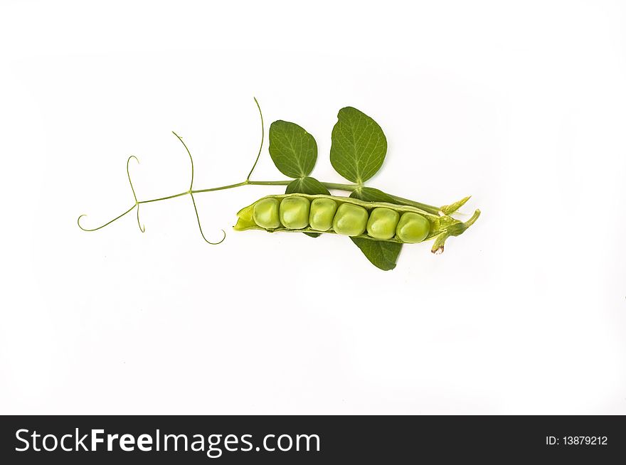 Pods of green peas and branch with leaves