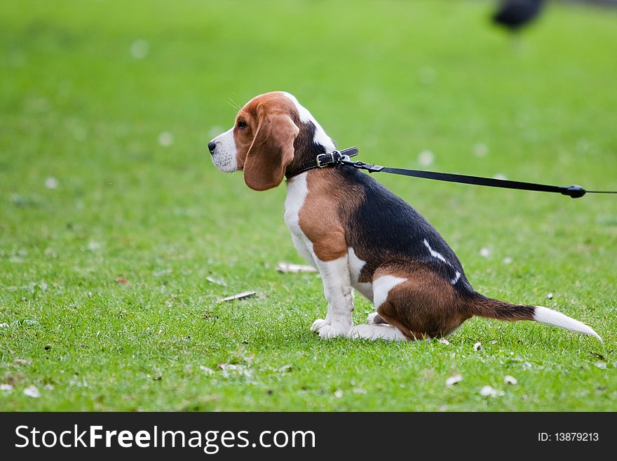 Dog sitting on green meadow. Beagle puppy walking. Dog sitting on green meadow. Beagle puppy walking