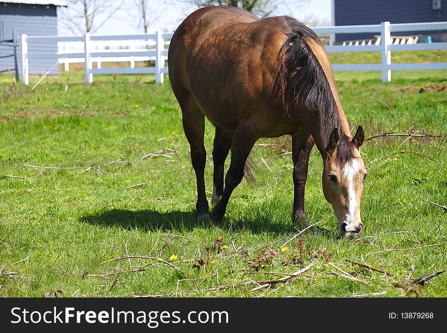 A horse grazing in a field on a sunny day. A horse grazing in a field on a sunny day.