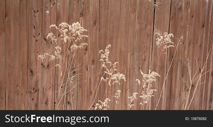 Grass along fence. Photo in styles minimalism.