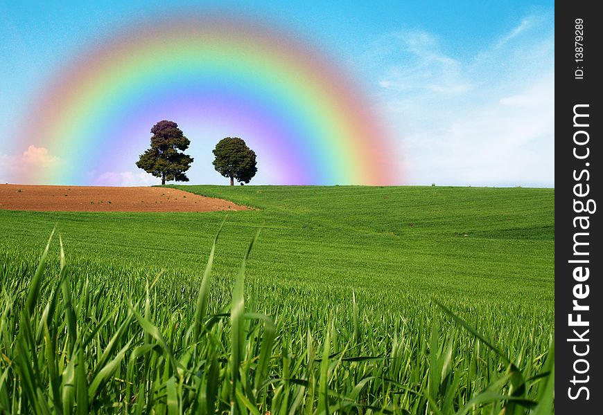 Green meadow with lonely trees and rainbow