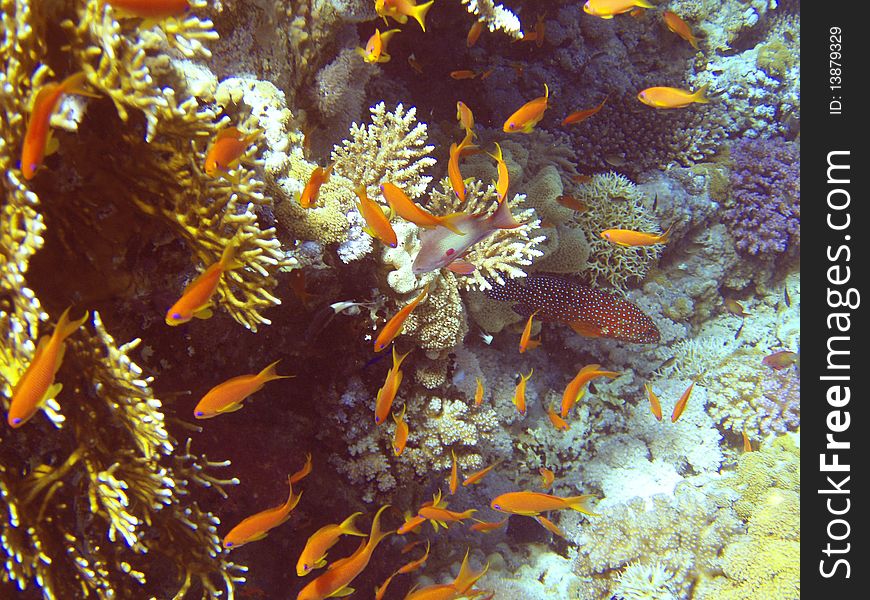 Reef on Red sea and its inhabitants. Reef on Red sea and its inhabitants.