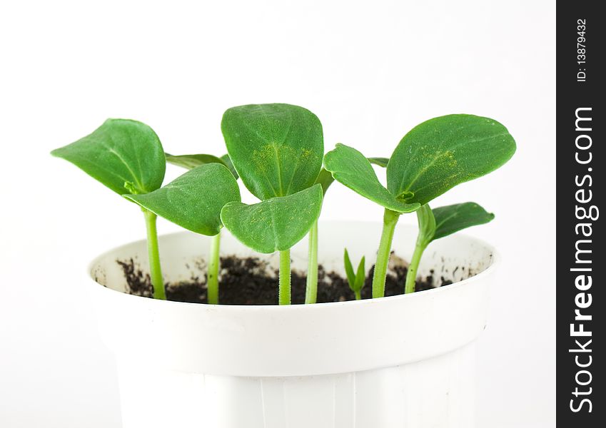 Small cucumber flower in white pot. Small cucumber flower in white pot