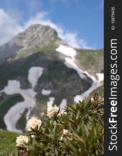 Mountain flowers postcard