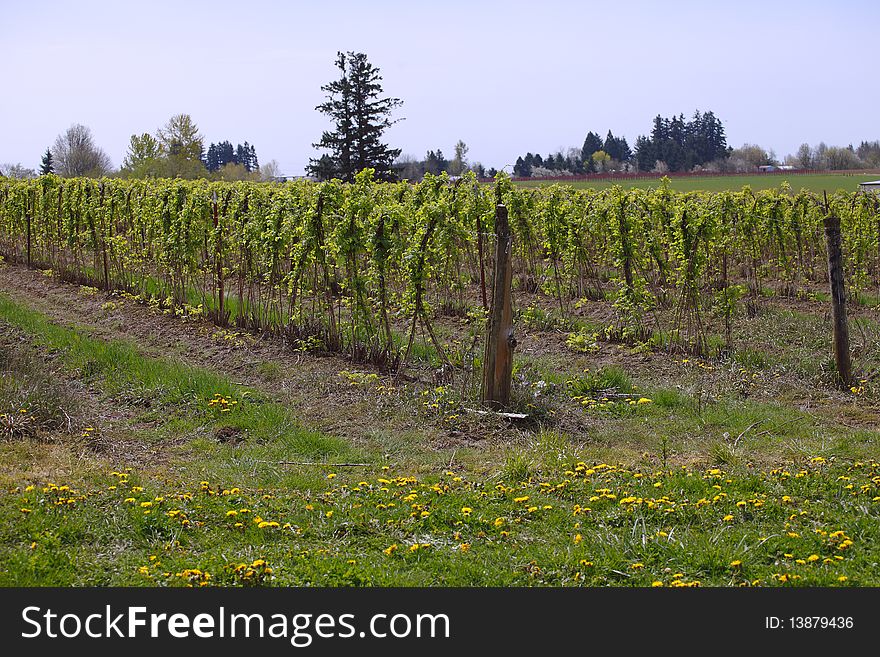 A large raspberry farm in rural Oregon. A large raspberry farm in rural Oregon.