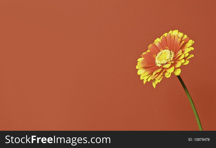 This image depicts a flower with an orange background, so you can write a text to the left. This image depicts a flower with an orange background, so you can write a text to the left
