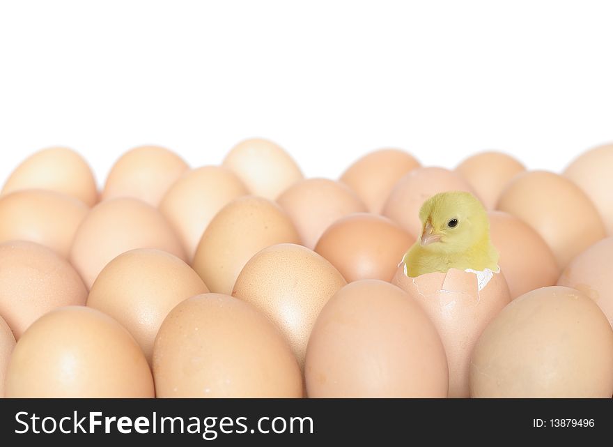 Protruding nestling on background of eggs. Protruding nestling on background of eggs