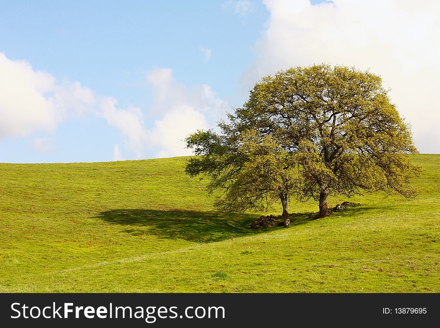 Two trees on a hill with blue sky and white clouds. Two trees on a hill with blue sky and white clouds.