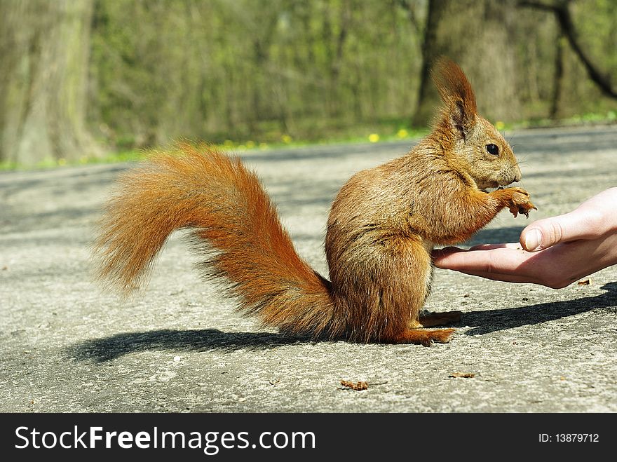 Open hand full of nuts pieces and the squirell in the park. Open hand full of nuts pieces and the squirell in the park