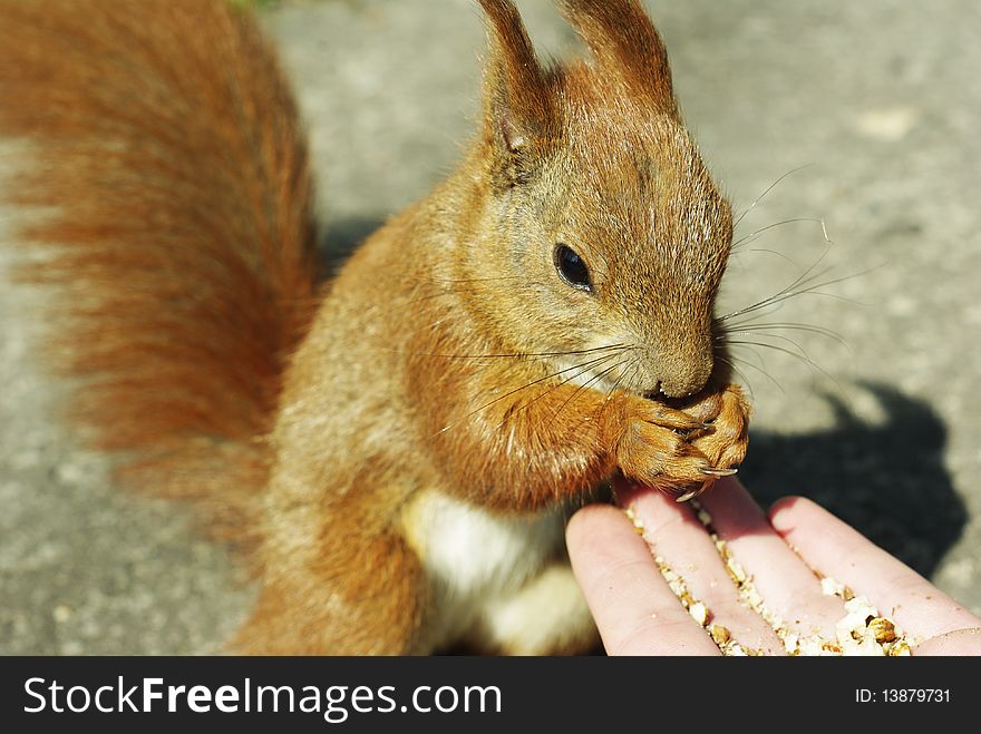 Open hand full of nuts pieces and the squirell in the park. Open hand full of nuts pieces and the squirell in the park