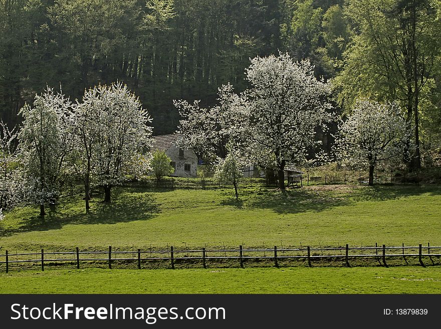 Cherry trees in spring, Germany