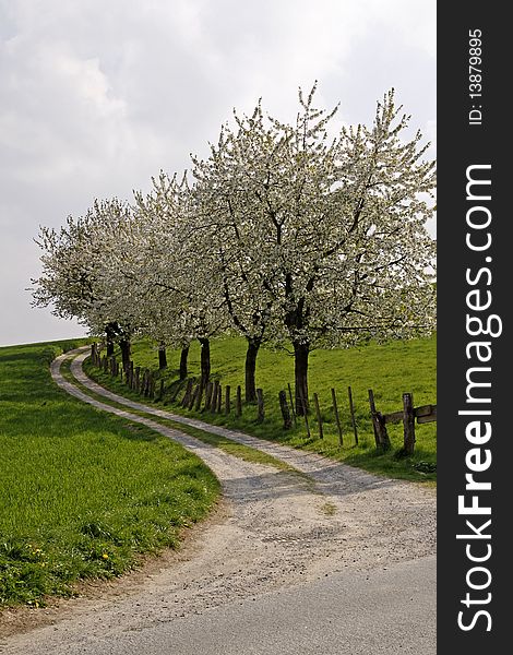 Footpath With Cherry Trees In Hagen