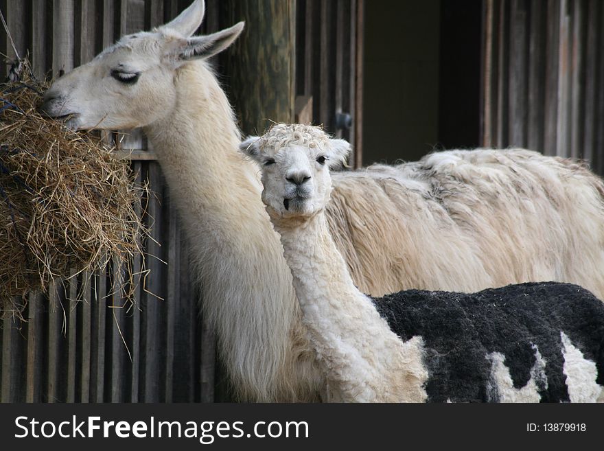 Two lamas, mother and baby eating hay. Two lamas, mother and baby eating hay