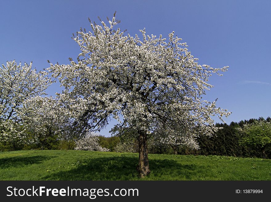 Cherry Blossom In Hagen A.T.W. Germany