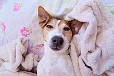 Cute Asleep Puppy Dog Lying In Bed, Eyes Open, Above View Stock Images