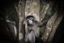 Colobinae Also Gray Langur Long Tailed Monkey On The Tree Royalty Free Stock Images