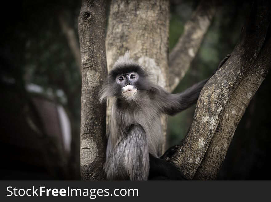 Colobinae Also Gray Langur Long Tailed Monkey On The Tree