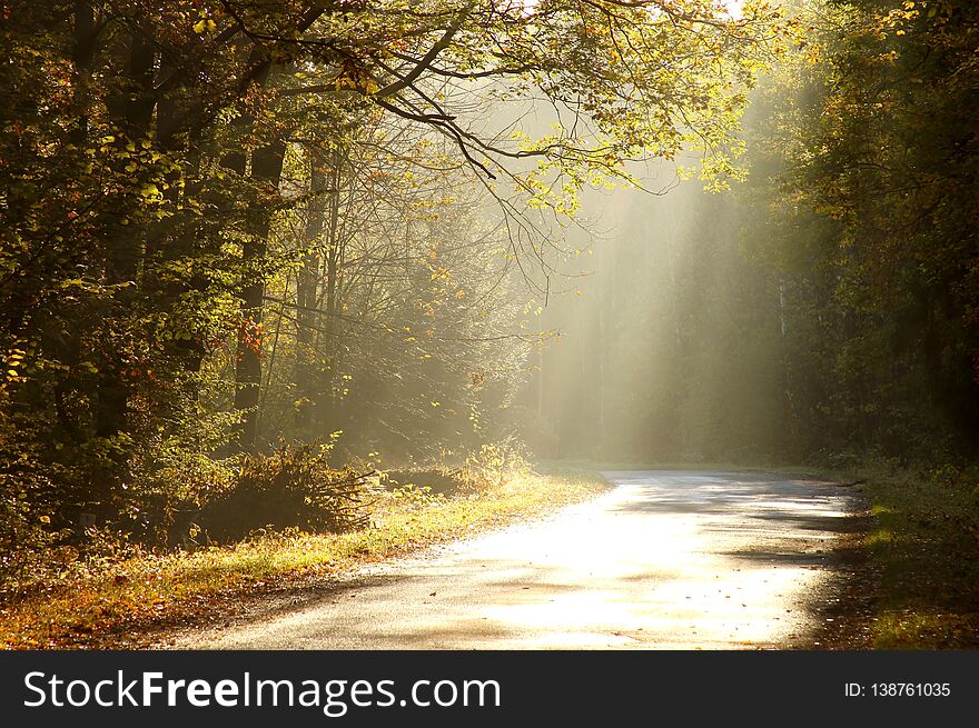 Country road through a misty autumn forest at sunrise