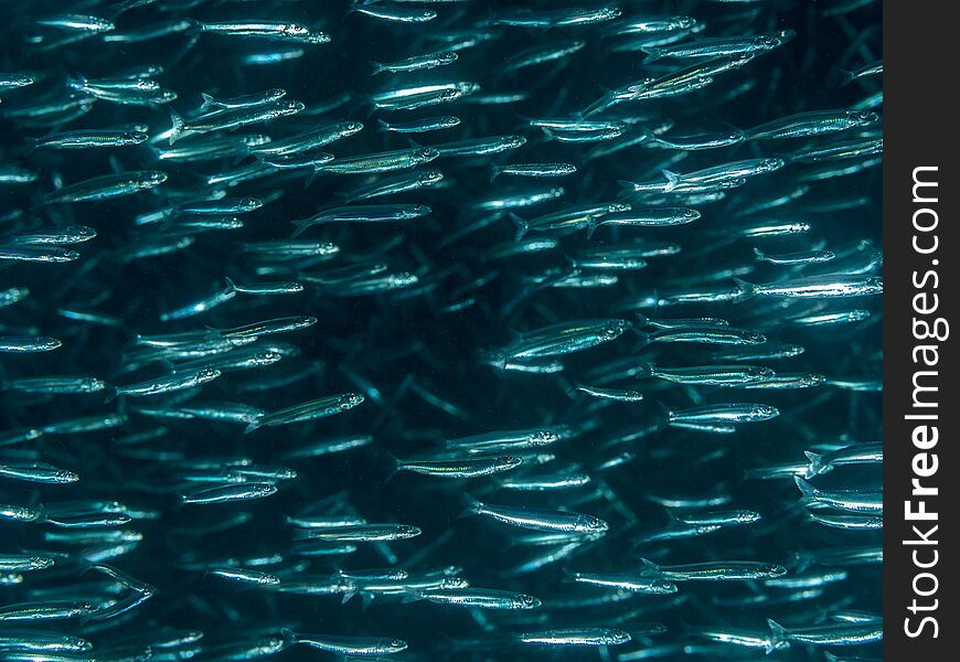High contrast image of a school of Slender silverside, Hypoatherina barnesi, silvery blue fish against black background. Pulisan, North Sulawesi, Indonesia. High contrast image of a school of Slender silverside, Hypoatherina barnesi, silvery blue fish against black background. Pulisan, North Sulawesi, Indonesia