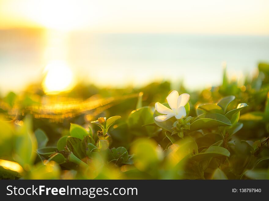 Close up green leaf in summer under sunlight with blurred background. Natural wallpaper. Fresh wallpaper. Close up green leaf in summer under sunlight with blurred background. Natural wallpaper. Fresh wallpaper