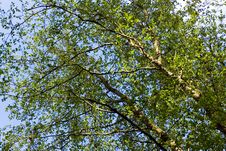 Young Eucalyptus Forest In The Forest, Portugal Royalty Free Stock Photography Young Eucalyptus Forest In The Forest, Portugal Royalty Free Stock Photography