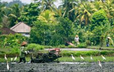 Rice Field Ploughing Stock Photos Rice Field Ploughing Stock Photos