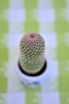 Close Up Of A Cactus Royalty Free Stock Images