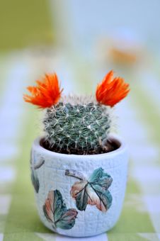 Close Up Of A Cactus With Flowers Royalty Free Stock Image