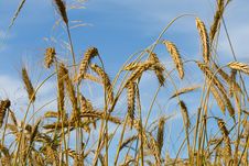 Ripe Rye Ears Against A Blue Sky Royalty Free Stock Images Ripe Rye Ears Against A Blue Sky Royalty Free Stock Images