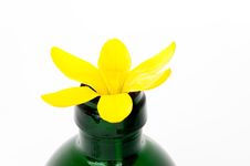 Yellow Crocus In Bottle. Isolated. Stock Photo Yellow Crocus In Bottle. Isolated. Stock Photo