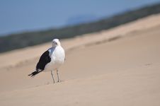 Seagull On Beach Royalty Free Stock Images
