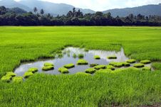 Paddy Field Royalty Free Stock Images Paddy Field Royalty Free Stock Images