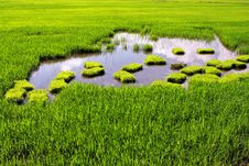 Paddy Field Royalty Free Stock Photos Paddy Field Royalty Free Stock Photos