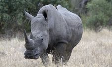 Lone Rhino Stock Photography