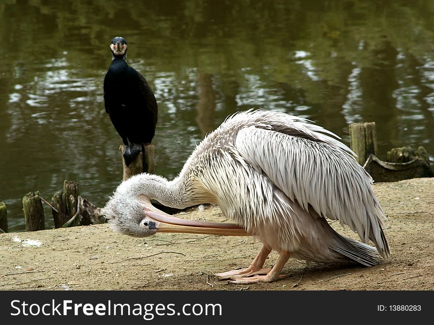 A pelican near a tin