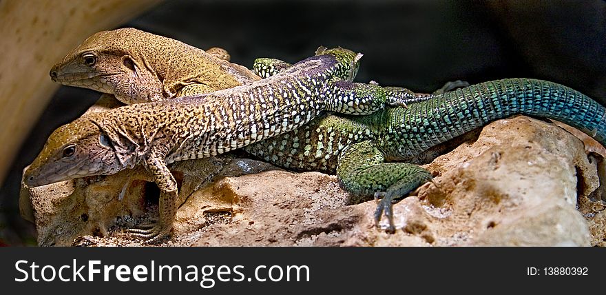 Giant Ameiva also known as Amazon Race Runner. Latin name - Ameiva ameiva. Giant Ameiva also known as Amazon Race Runner. Latin name - Ameiva ameiva.