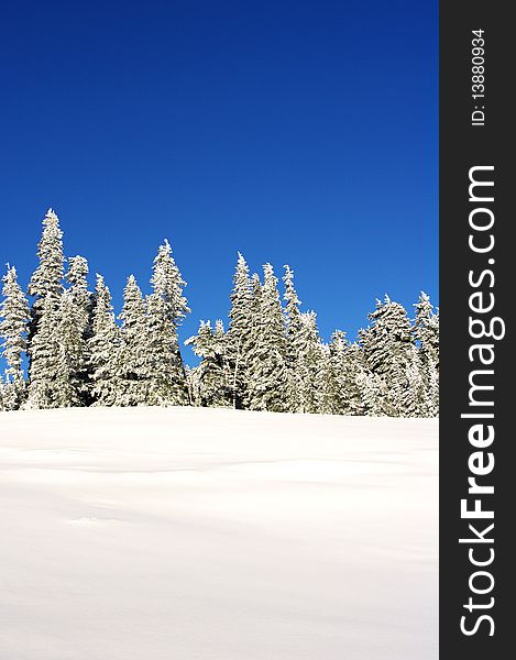 Trees on a mountain top covered in snow. Trees on a mountain top covered in snow.