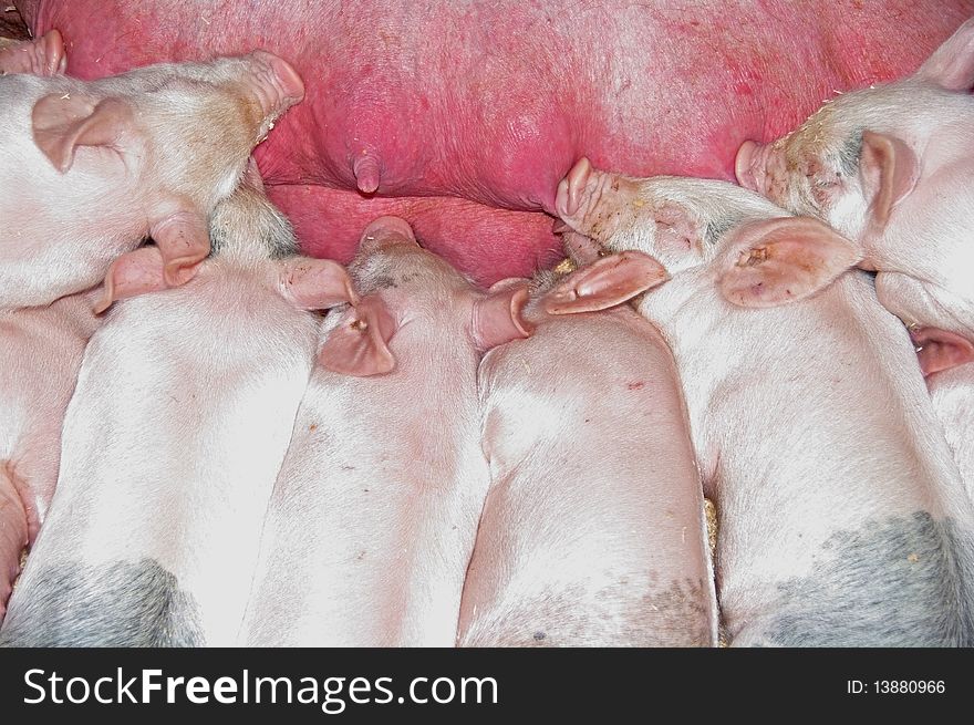 Little piglets lined up for feeding time. Little piglets lined up for feeding time.