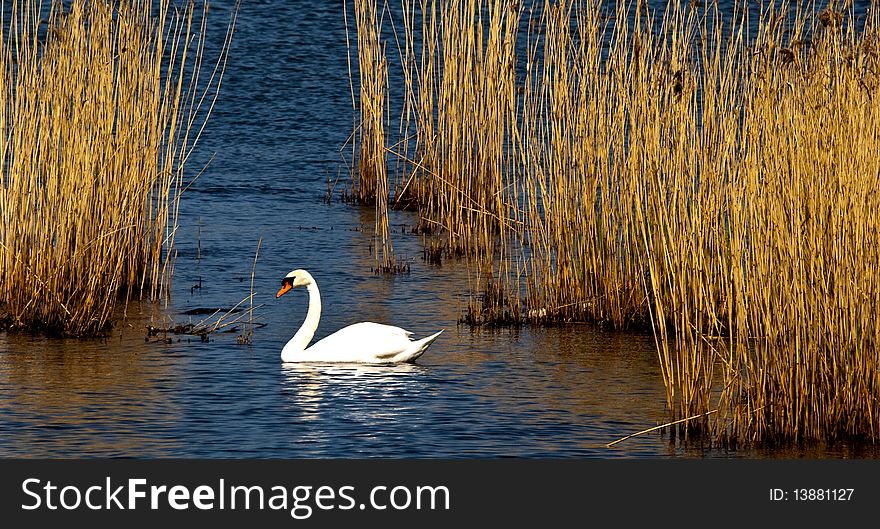 A swan swimming in the reeds on a sunny spring day