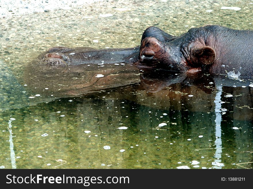 An hippopotamus sleeping and relaxing in water. An hippopotamus sleeping and relaxing in water