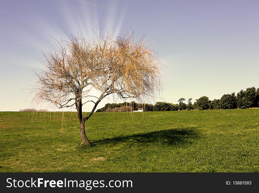 Field landscape with one tree