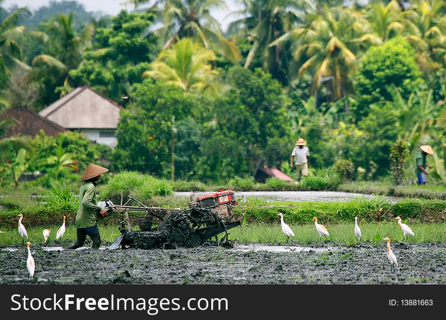 Farmer ploughing new rice field. Farmer ploughing new rice field