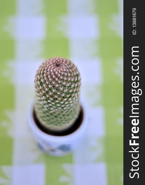 Close up of a cactus on green and white background