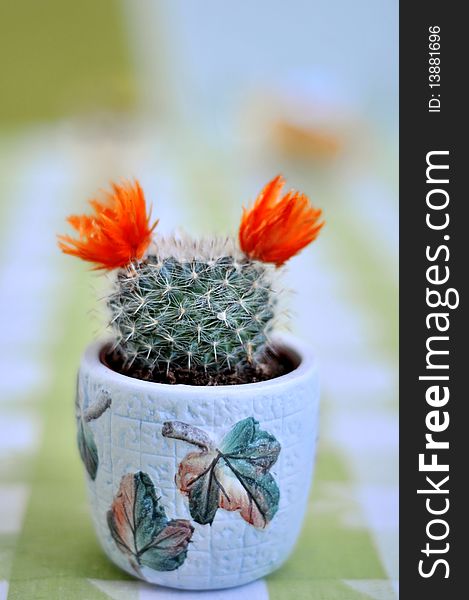 Close up of a cactus with flowers on green and white background