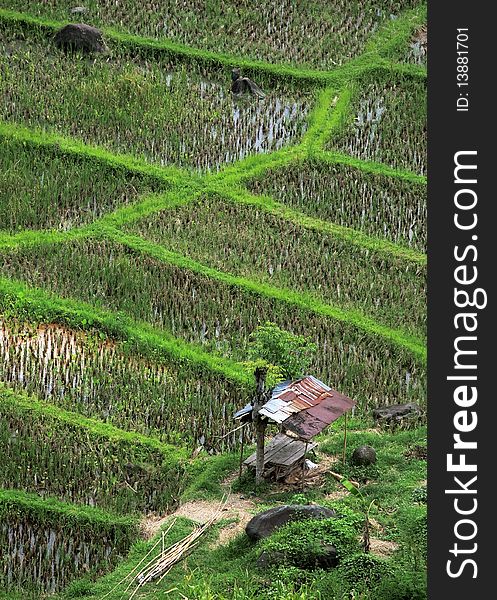 Landscape of rice field and canopy